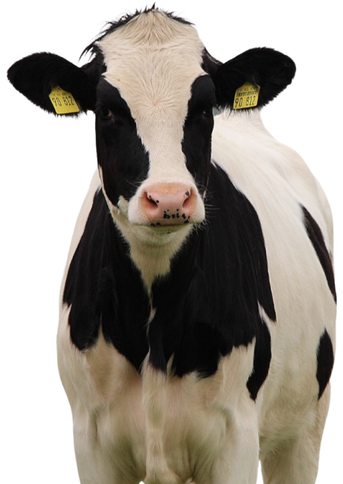 vaca